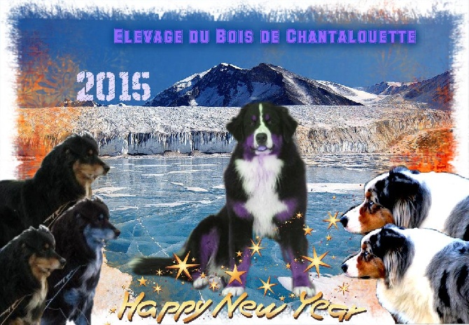 du Bois de Chantalouette - Meilleurs voeux 2015