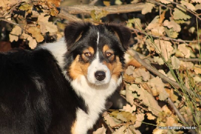 du Bois de Chantalouette - Lady Green 7 mois