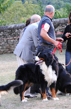 du Bois de Chantalouette - Résultats d'Elko (Chambéry x Djazz)