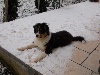  - Holly découvre la neige !