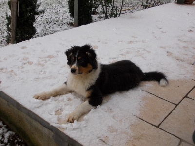 du Bois de Chantalouette - Holly découvre la neige !
