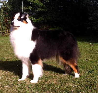 du Bois de Chantalouette - Exposition de International Dog Show Pontoise