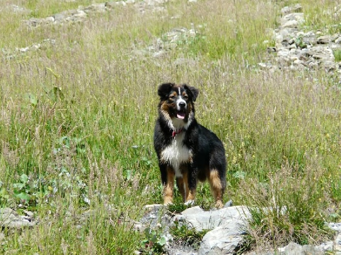 du Bois de Chantalouette - Jagger 6 mois