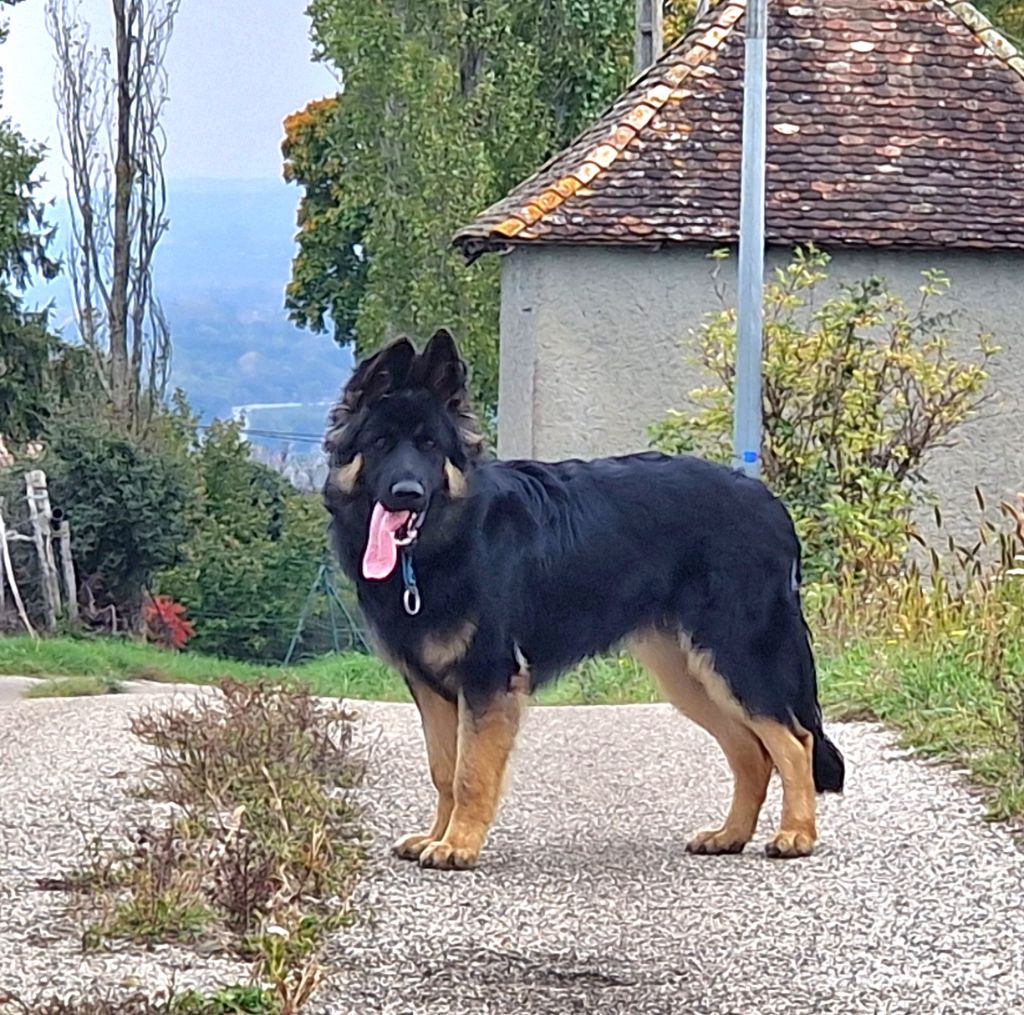 Awen du Bois de Chantalouette