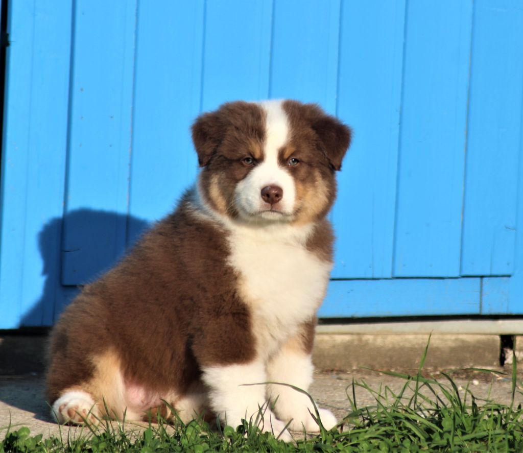 Prochaines naissances