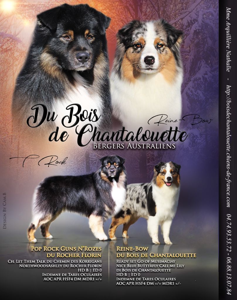 du Bois de Chantalouette - Portée à naître mi février
