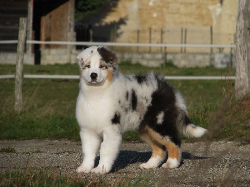 Loki