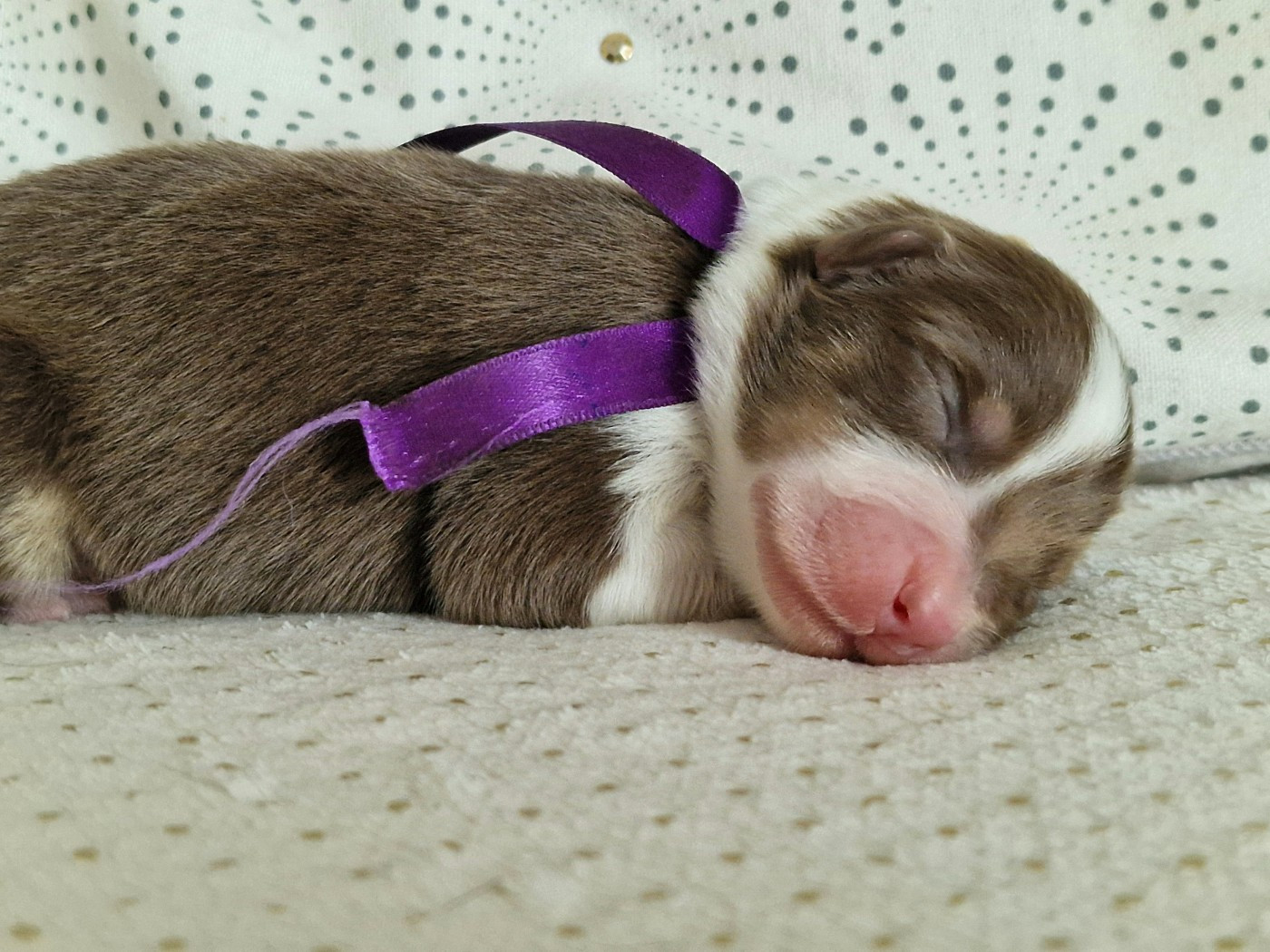 du Bois de Chantalouette - Chiots disponibles - Berger Australien