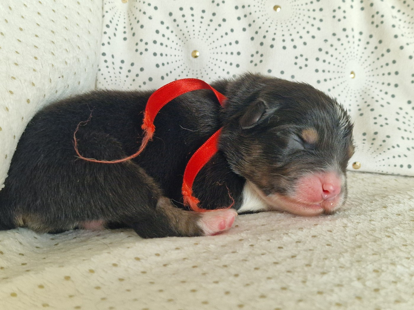 du Bois de Chantalouette - Chiots disponibles - Berger Australien