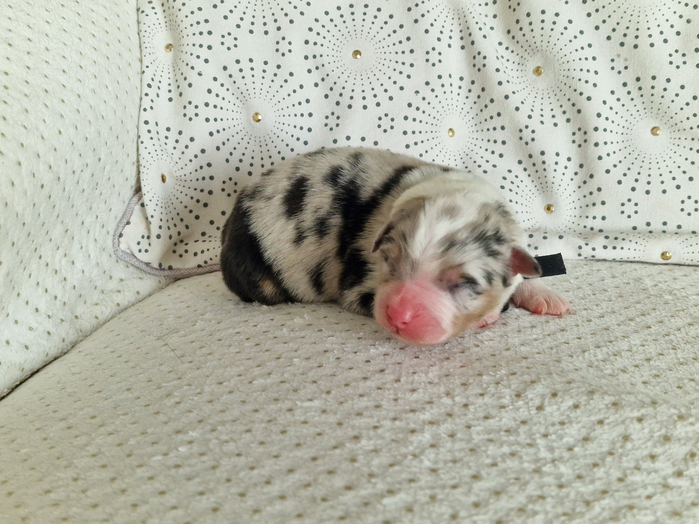 du Bois de Chantalouette - Chiots disponibles - Berger Australien