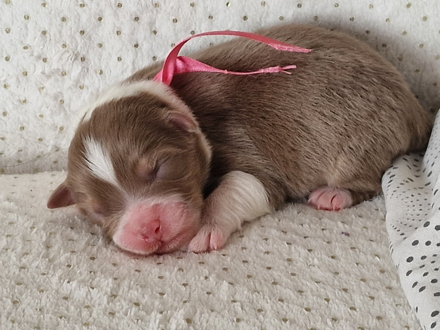 du Bois de Chantalouette - Chiots disponibles - Berger Australien