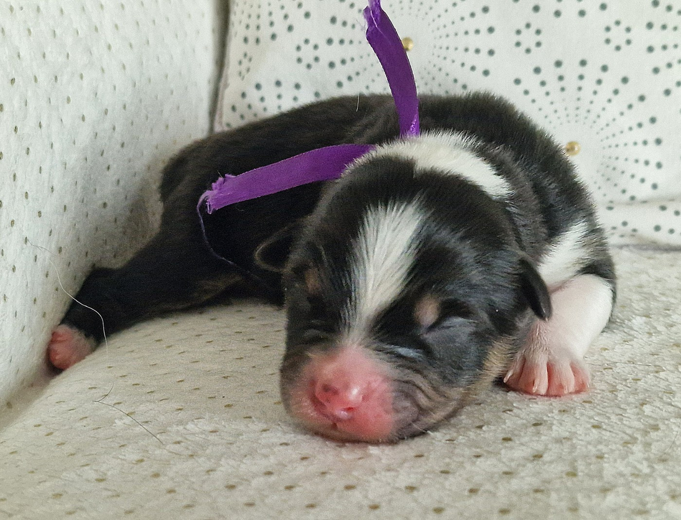 du Bois de Chantalouette - Chiots disponibles - Berger Australien