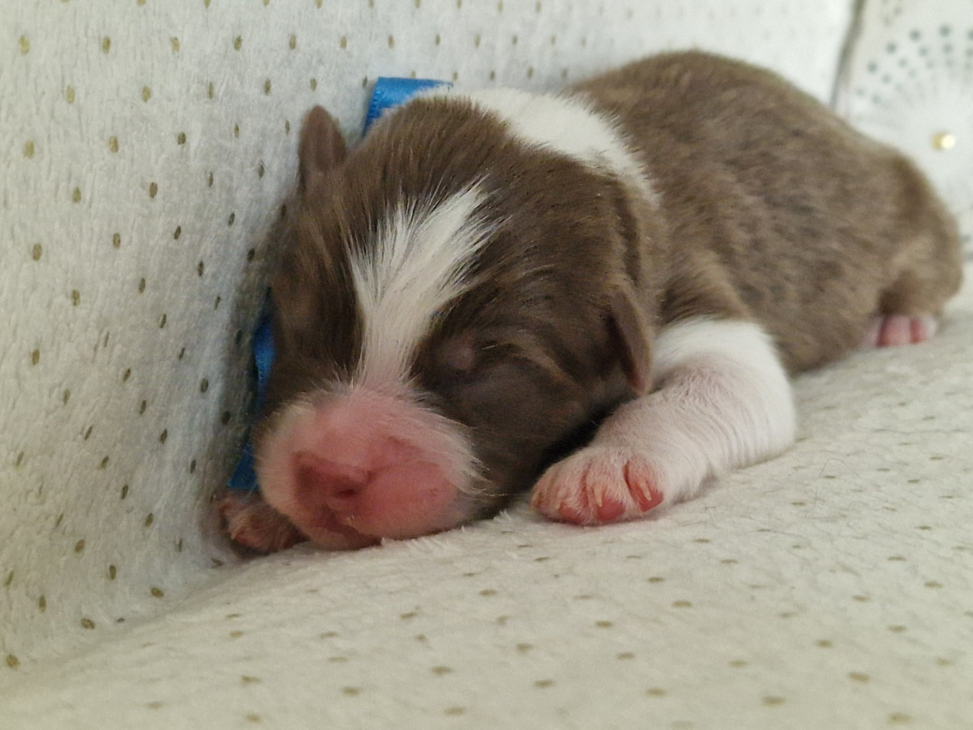 du Bois de Chantalouette - Chiots disponibles - Berger Australien