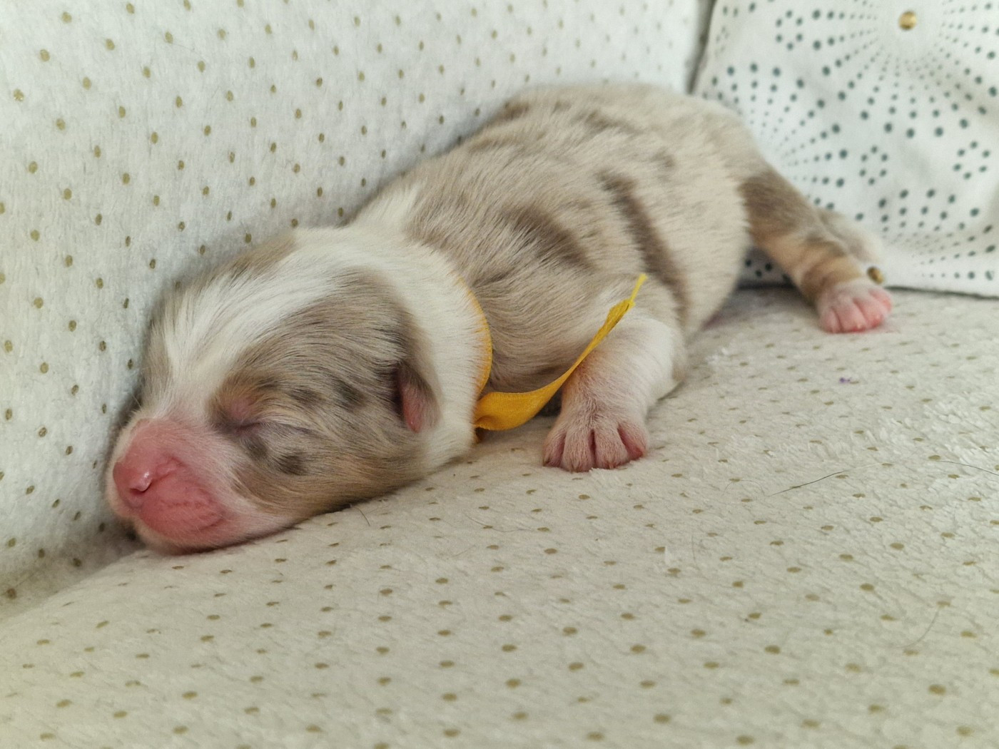 du Bois de Chantalouette - Chiots disponibles - Berger Australien