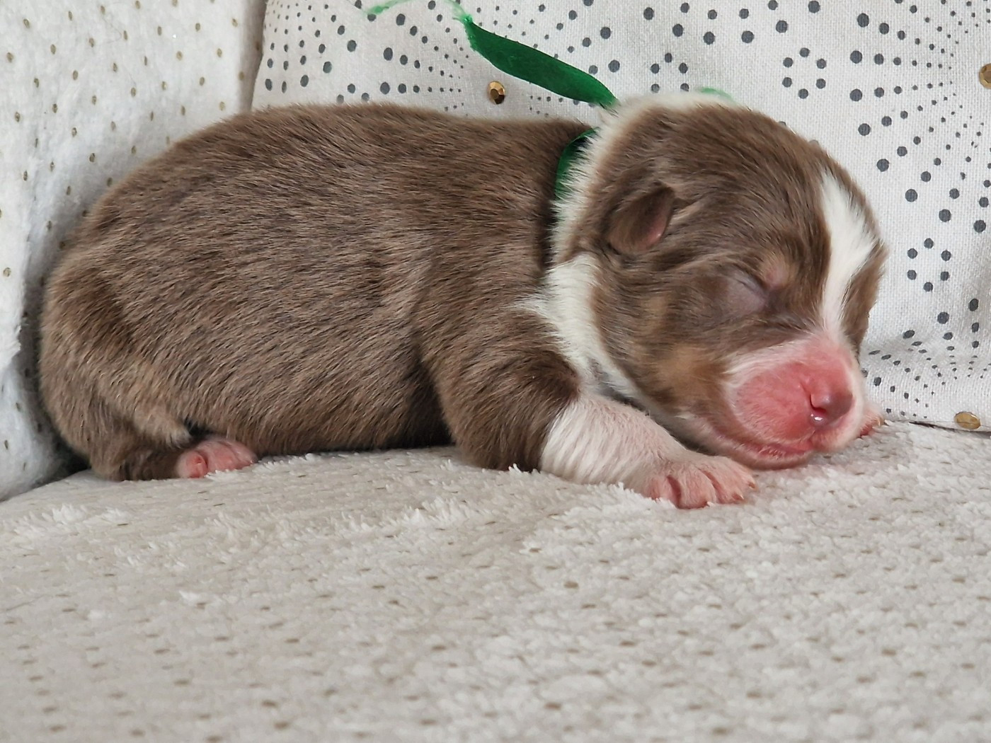 du Bois de Chantalouette - Chiots disponibles - Berger Australien