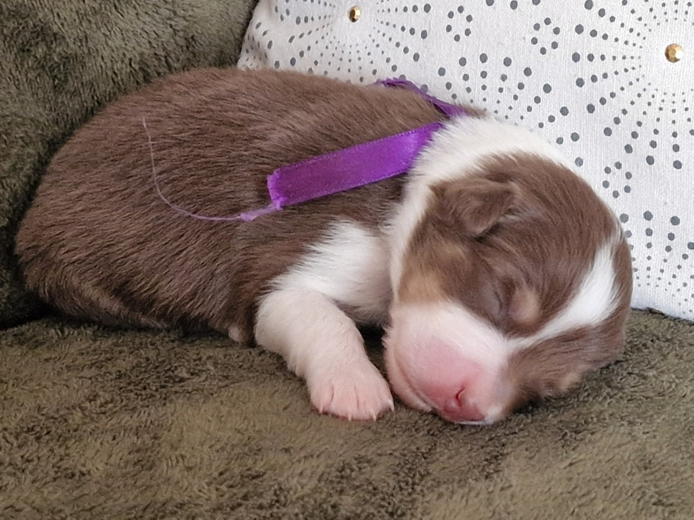 du Bois de Chantalouette - Chiots disponibles - Berger Australien