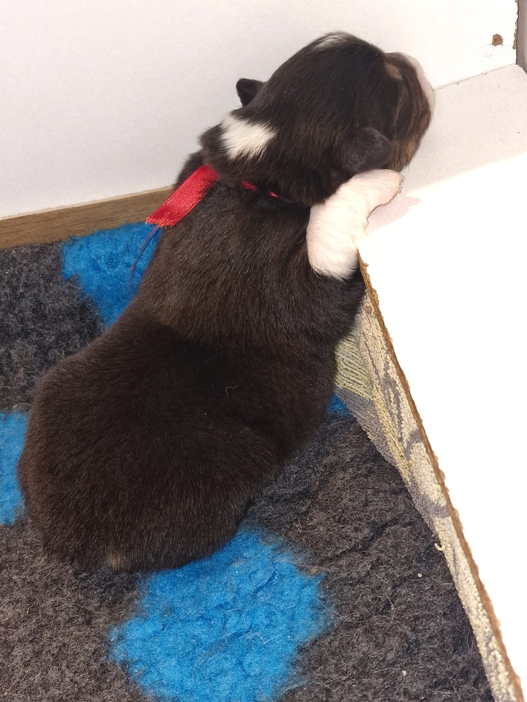 du Bois de Chantalouette - Chiots disponibles - Berger Australien