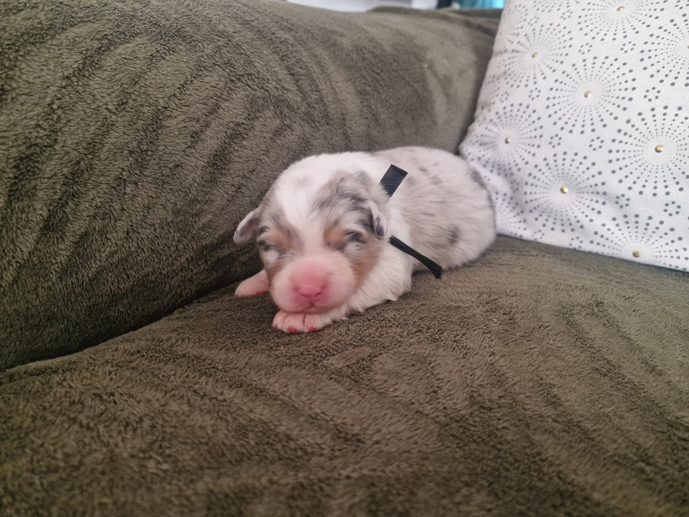 du Bois de Chantalouette - Chiots disponibles - Berger Australien