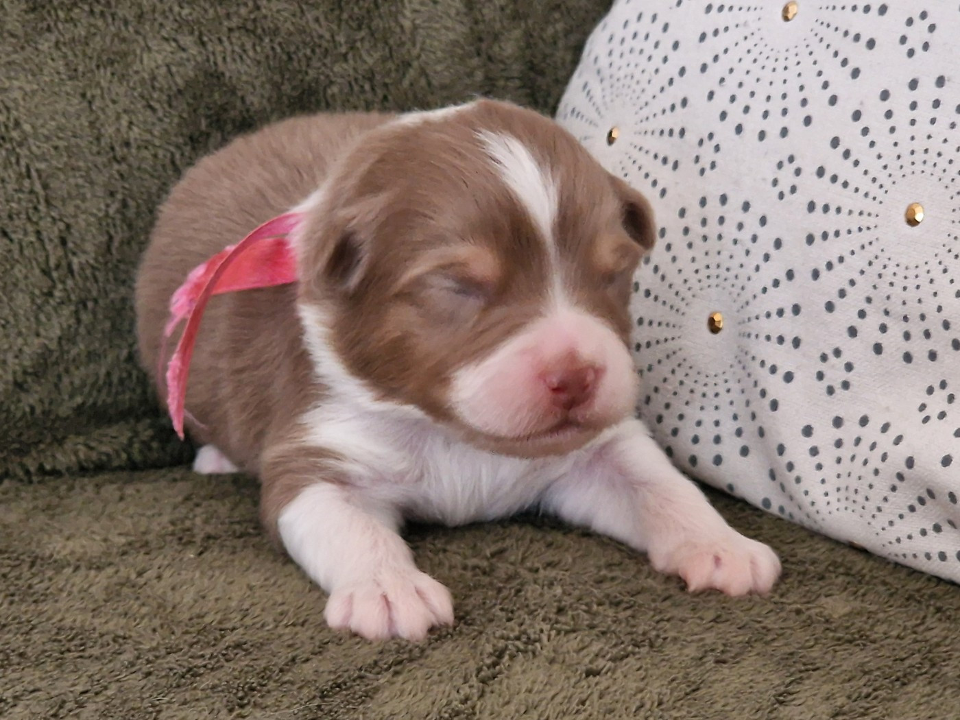 du Bois de Chantalouette - Chiots disponibles - Berger Australien