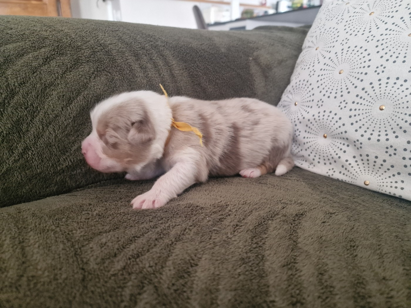 du Bois de Chantalouette - Chiots disponibles - Berger Australien