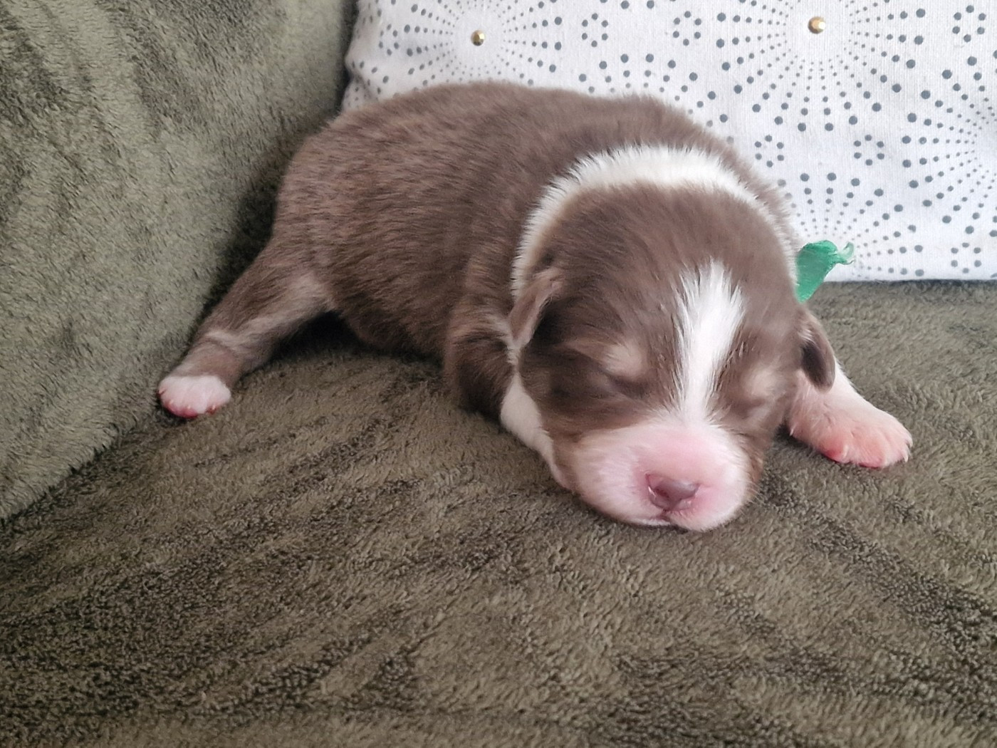 du Bois de Chantalouette - Chiots disponibles - Berger Australien