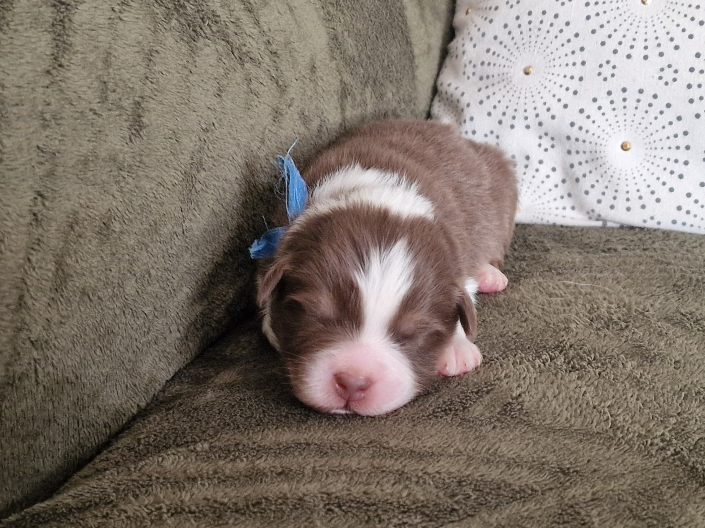 du Bois de Chantalouette - Chiots disponibles - Berger Australien