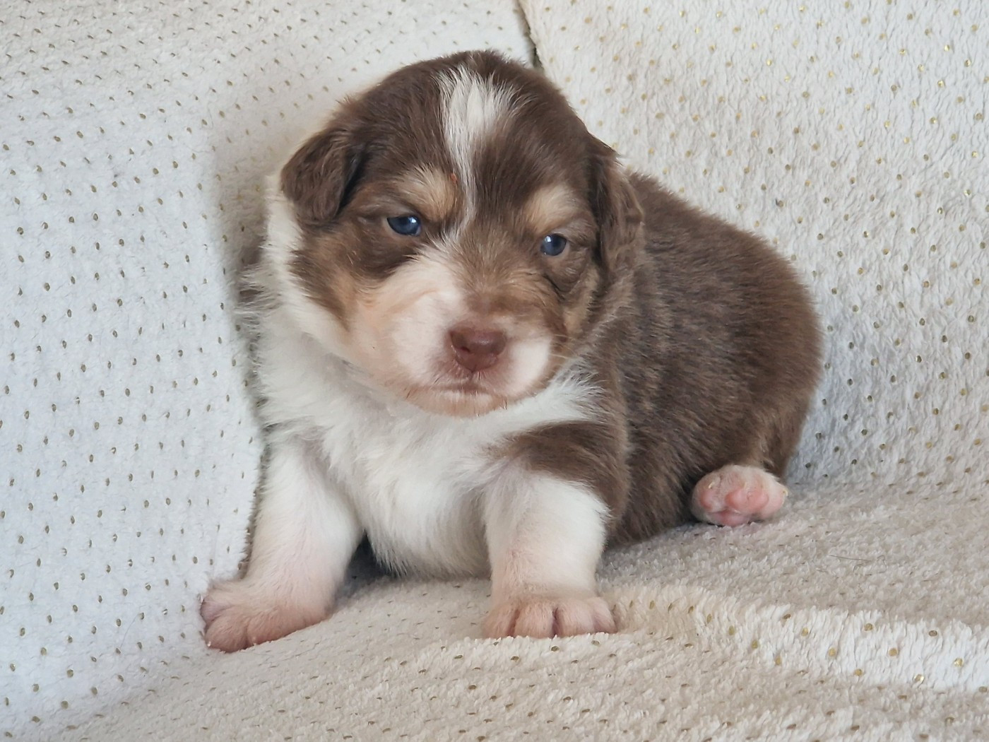 du Bois de Chantalouette - Chiots disponibles - Berger Australien