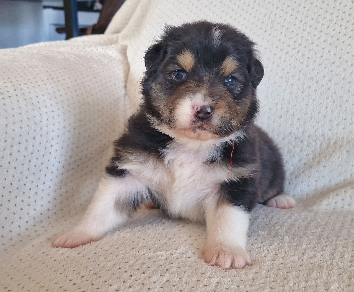 du Bois de Chantalouette - Chiots disponibles - Berger Australien