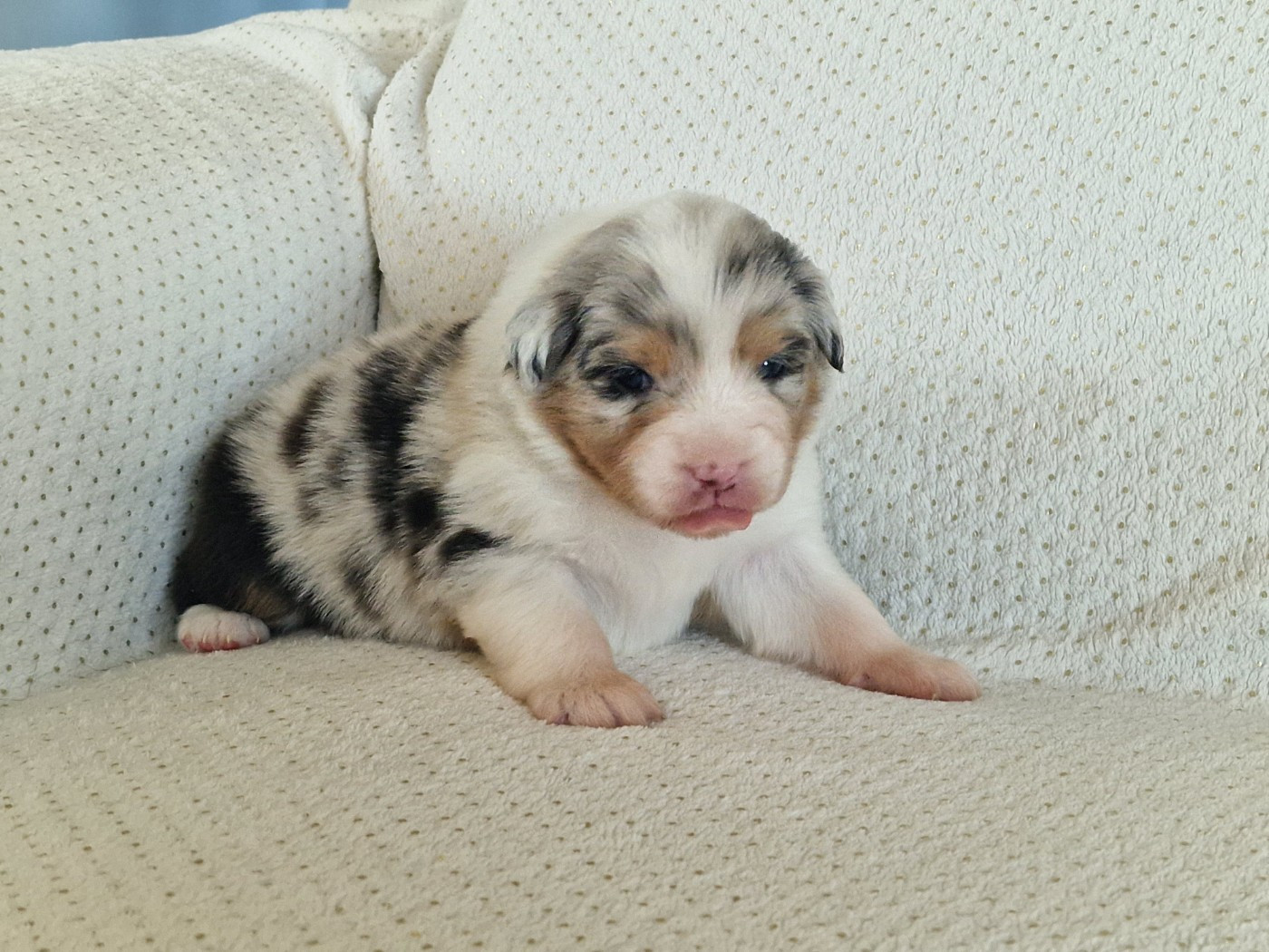 du Bois de Chantalouette - Chiots disponibles - Berger Australien