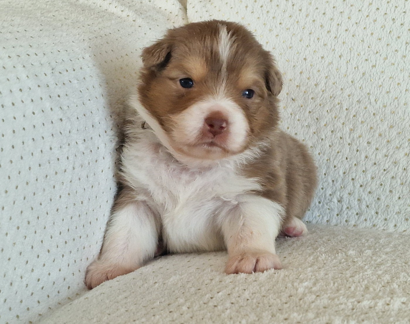 du Bois de Chantalouette - Chiots disponibles - Berger Australien