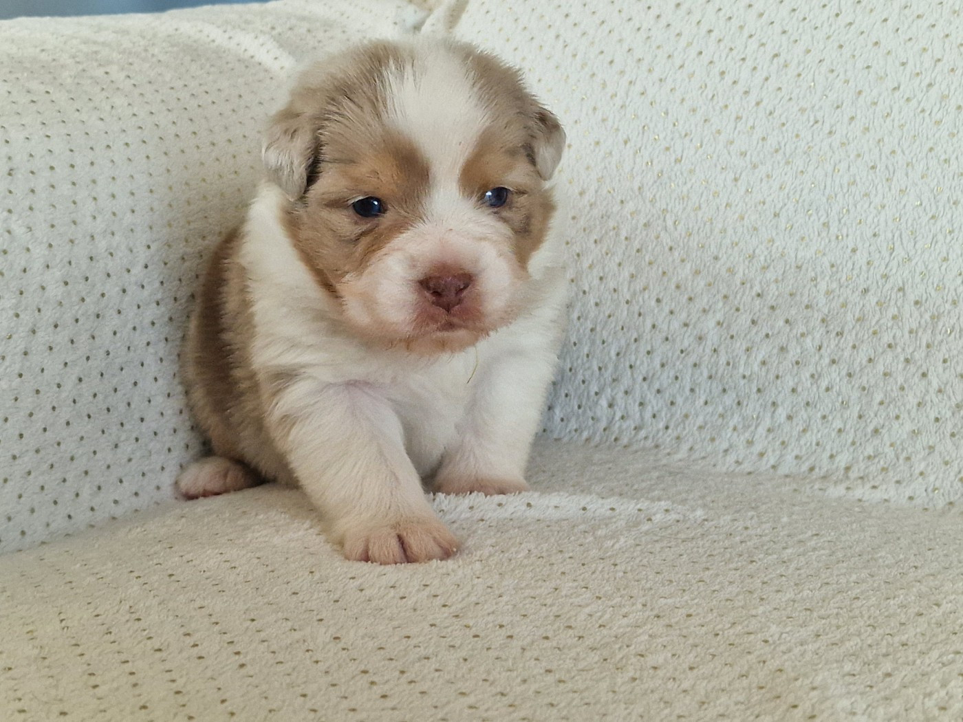 du Bois de Chantalouette - Chiots disponibles - Berger Australien