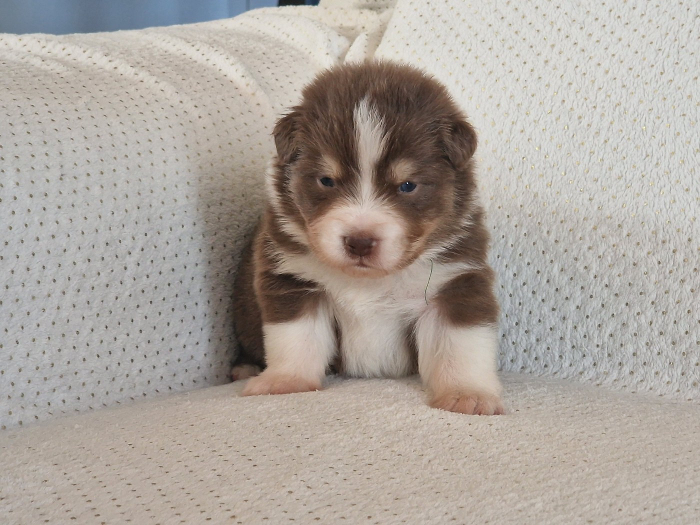 du Bois de Chantalouette - Chiots disponibles - Berger Australien