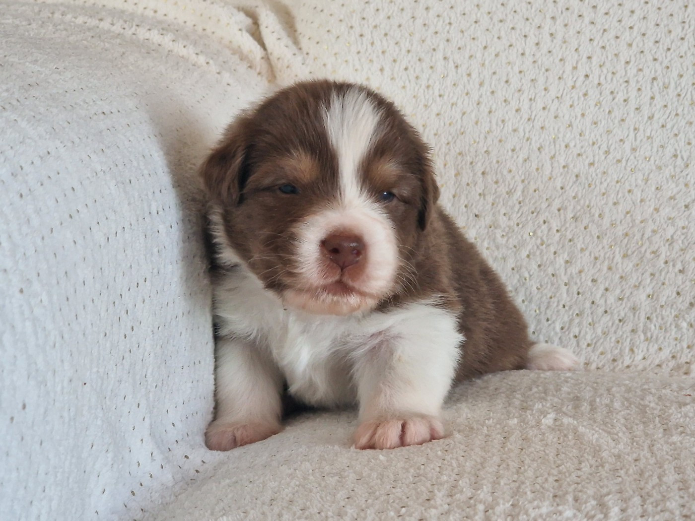 du Bois de Chantalouette - Chiots disponibles - Berger Australien