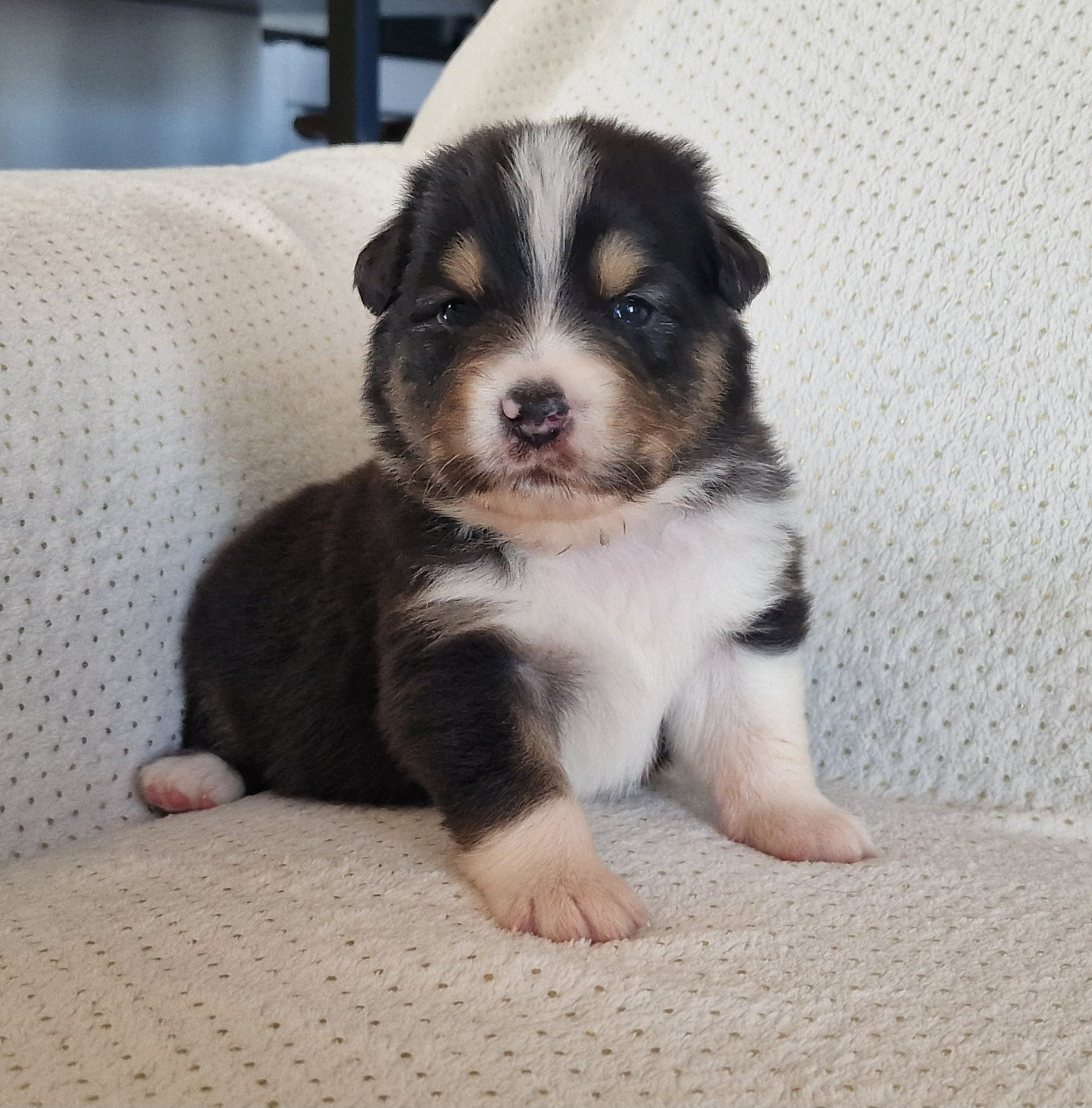 du Bois de Chantalouette - Chiots disponibles - Berger Australien