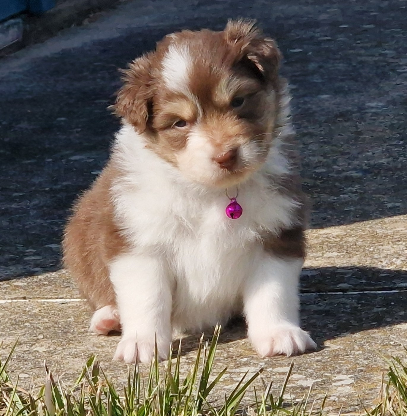 du Bois de Chantalouette - Chiots disponibles - Berger Australien