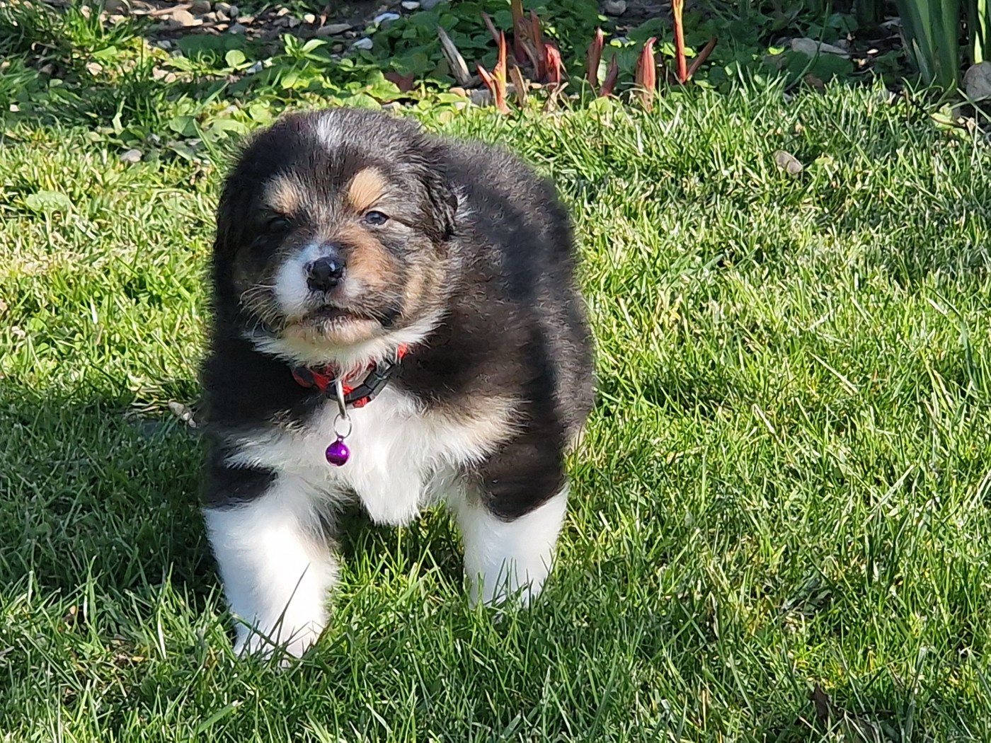 du Bois de Chantalouette - Chiots disponibles - Berger Australien