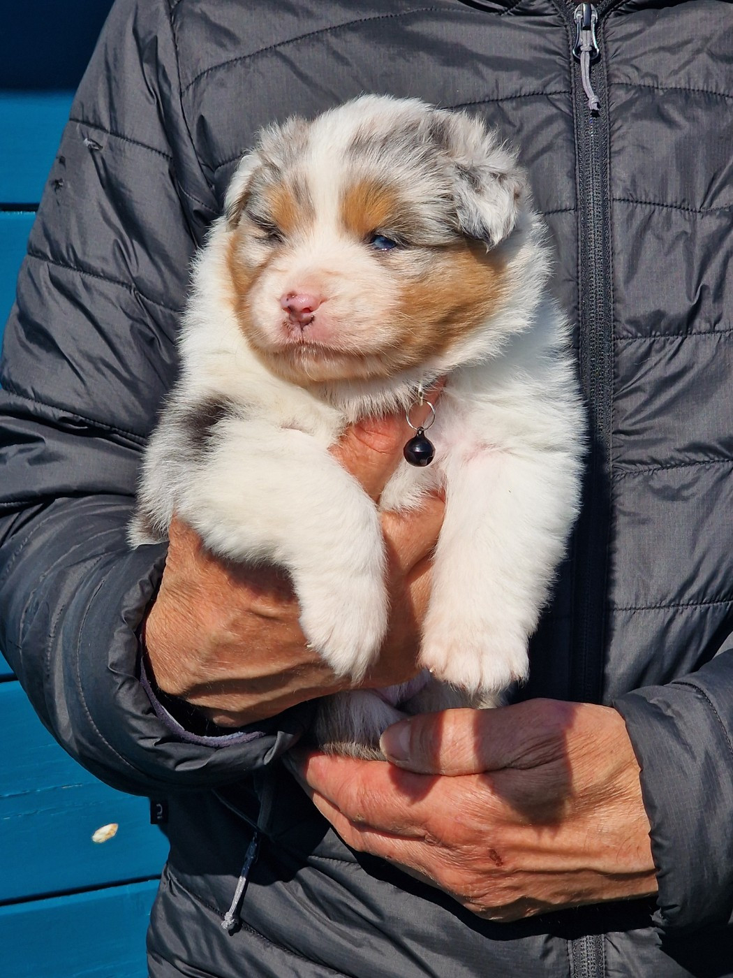 du Bois de Chantalouette - Chiots disponibles - Berger Australien