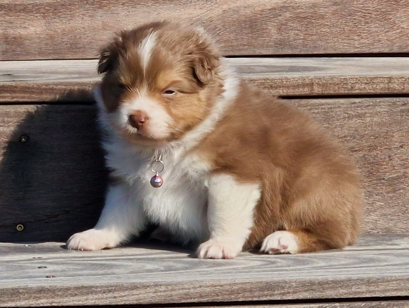 du Bois de Chantalouette - Chiots disponibles - Berger Australien