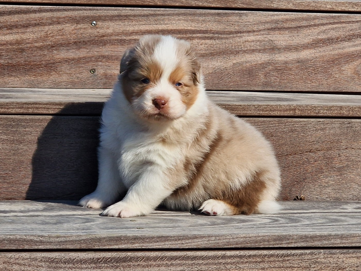 du Bois de Chantalouette - Chiots disponibles - Berger Australien