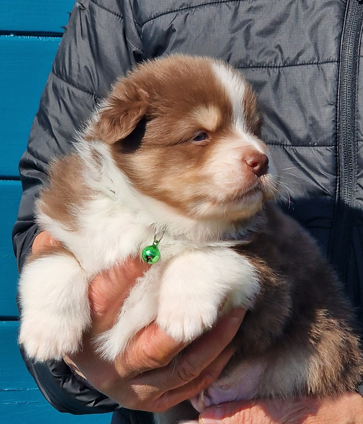 du Bois de Chantalouette - Chiots disponibles - Berger Australien