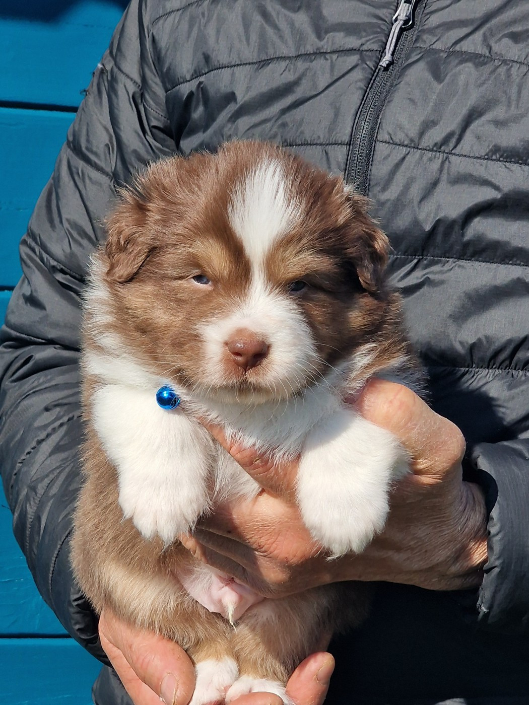 du Bois de Chantalouette - Chiots disponibles - Berger Australien