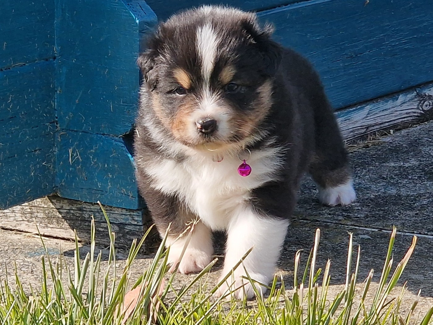 du Bois de Chantalouette - Chiots disponibles - Berger Australien