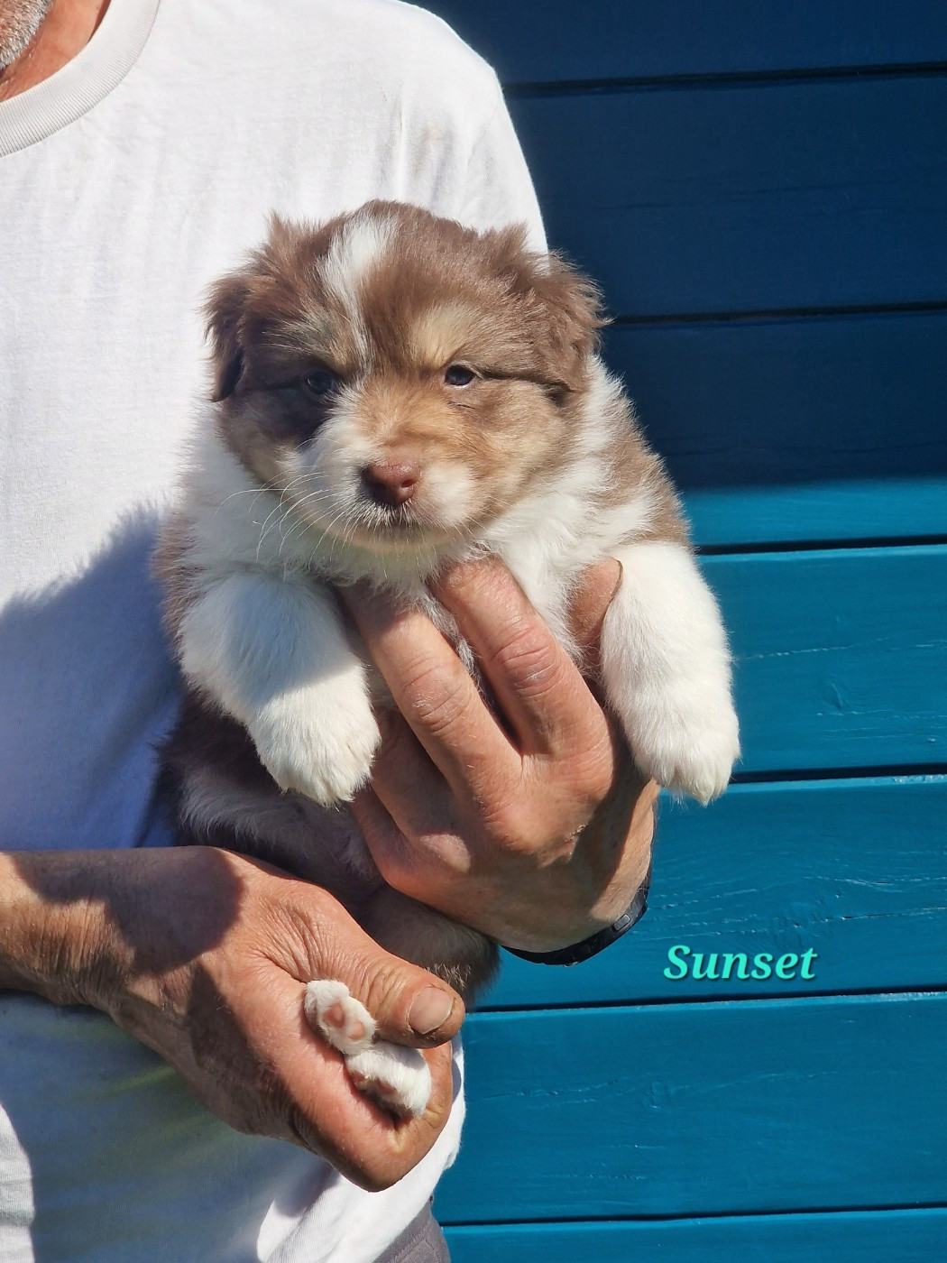 du Bois de Chantalouette - Chiots disponibles - Berger Australien