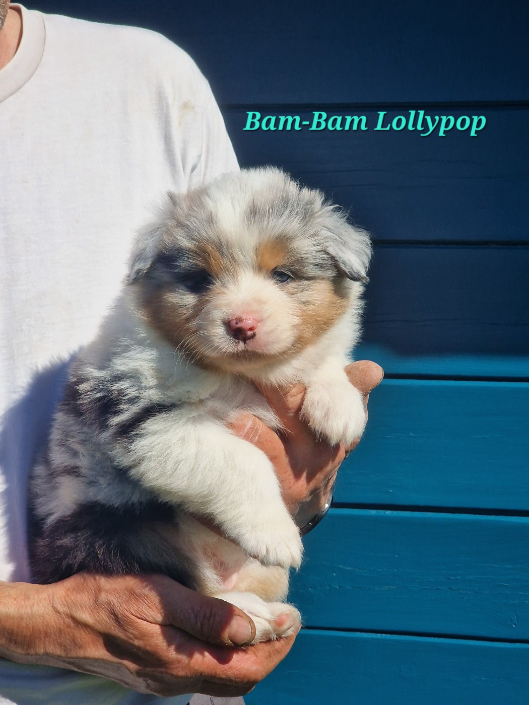 du Bois de Chantalouette - Chiots disponibles - Berger Australien