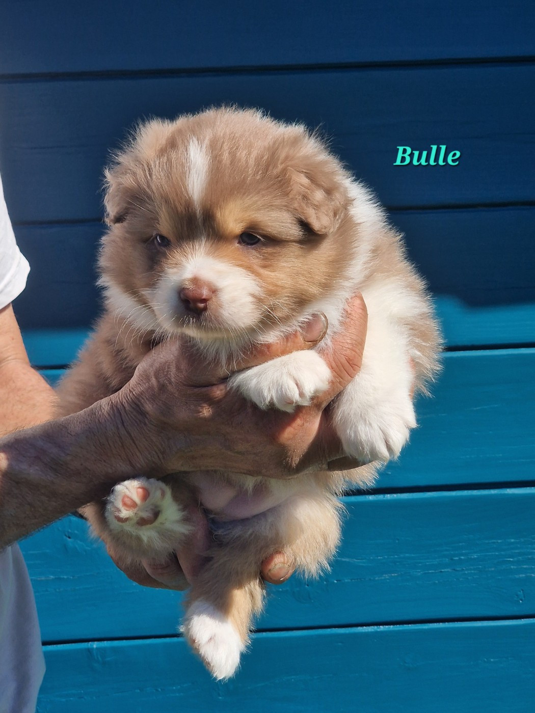 du Bois de Chantalouette - Chiots disponibles - Berger Australien