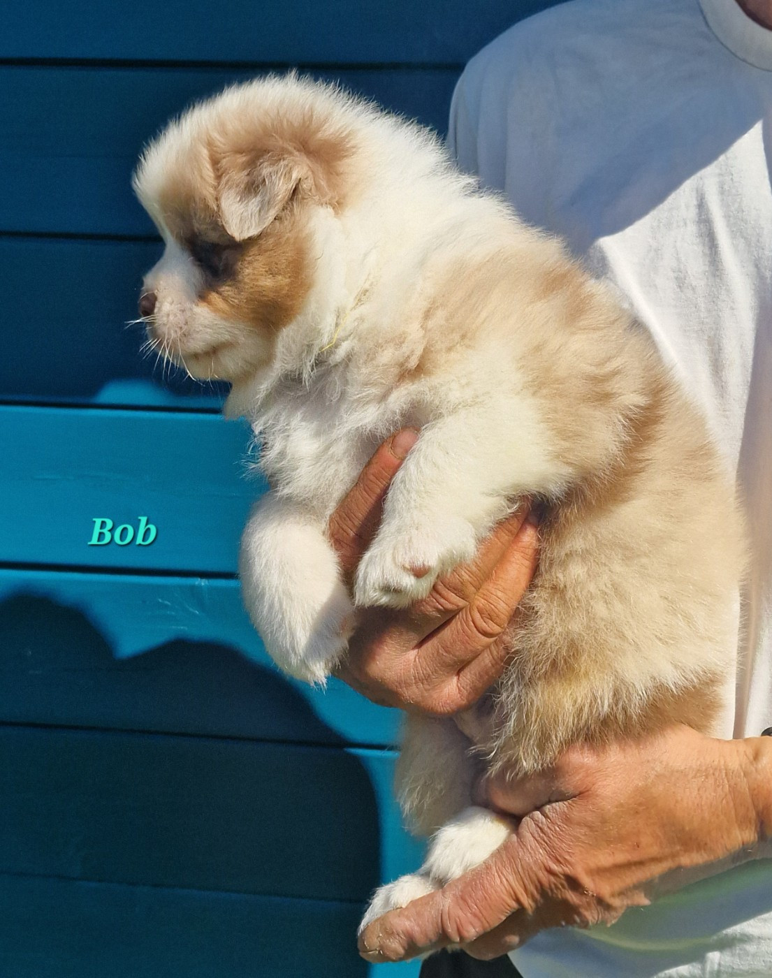 du Bois de Chantalouette - Chiots disponibles - Berger Australien