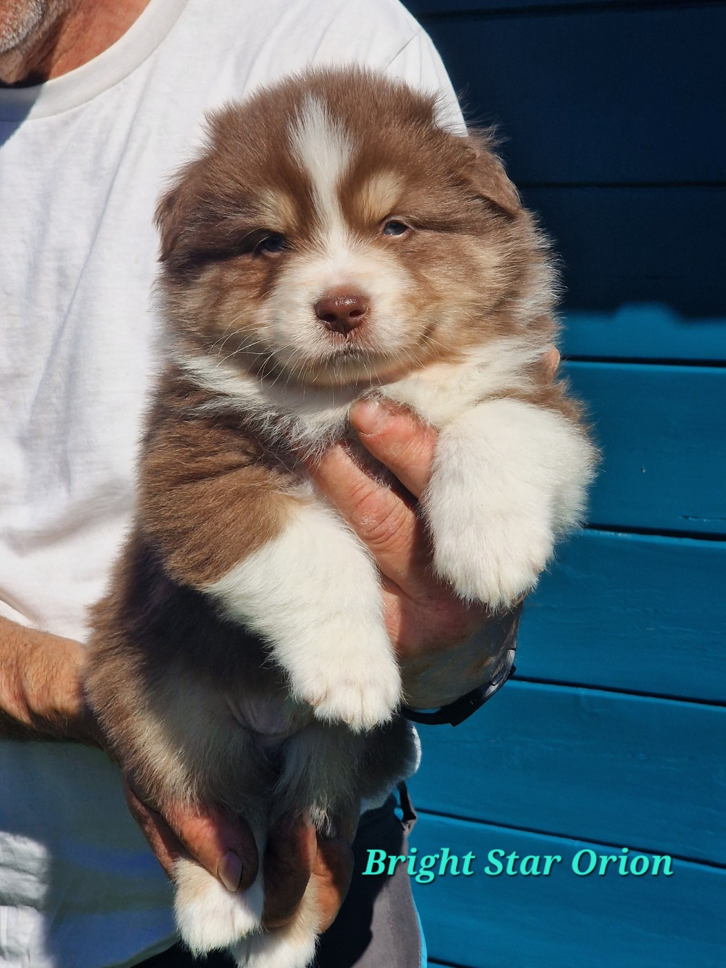 du Bois de Chantalouette - Chiots disponibles - Berger Australien