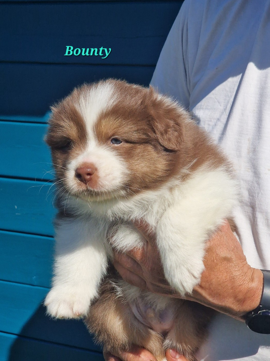 du Bois de Chantalouette - Chiots disponibles - Berger Australien