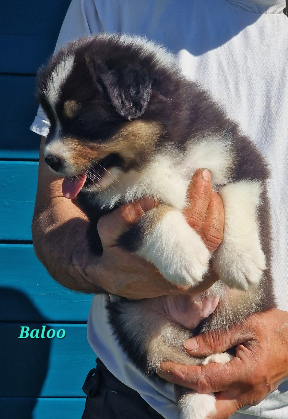 du Bois de Chantalouette - Chiots disponibles - Berger Australien