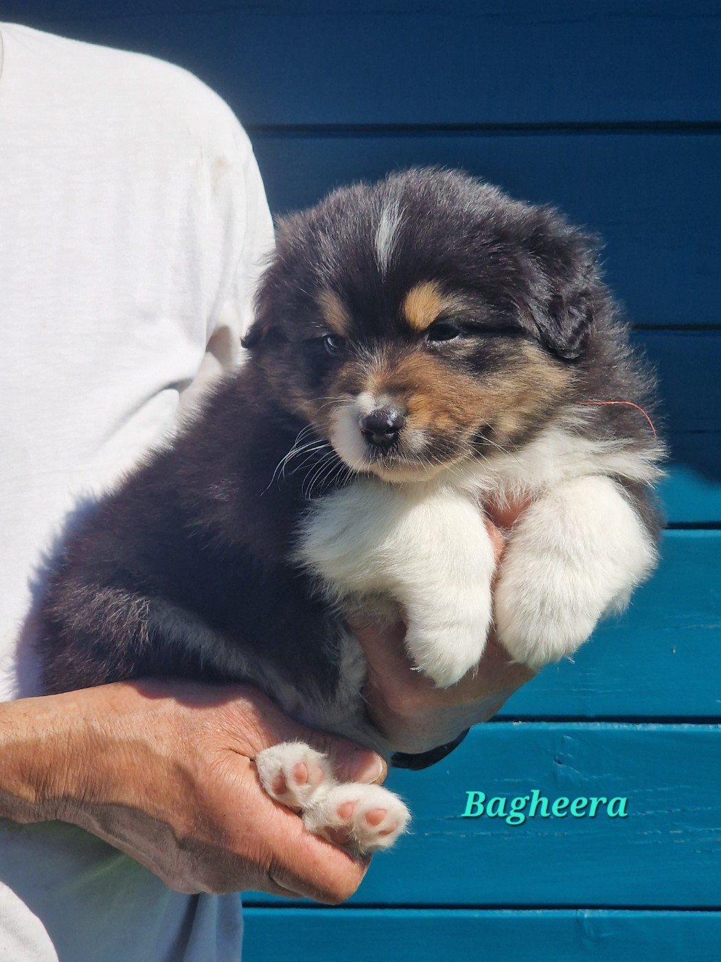 du Bois de Chantalouette - Chiots disponibles - Berger Australien